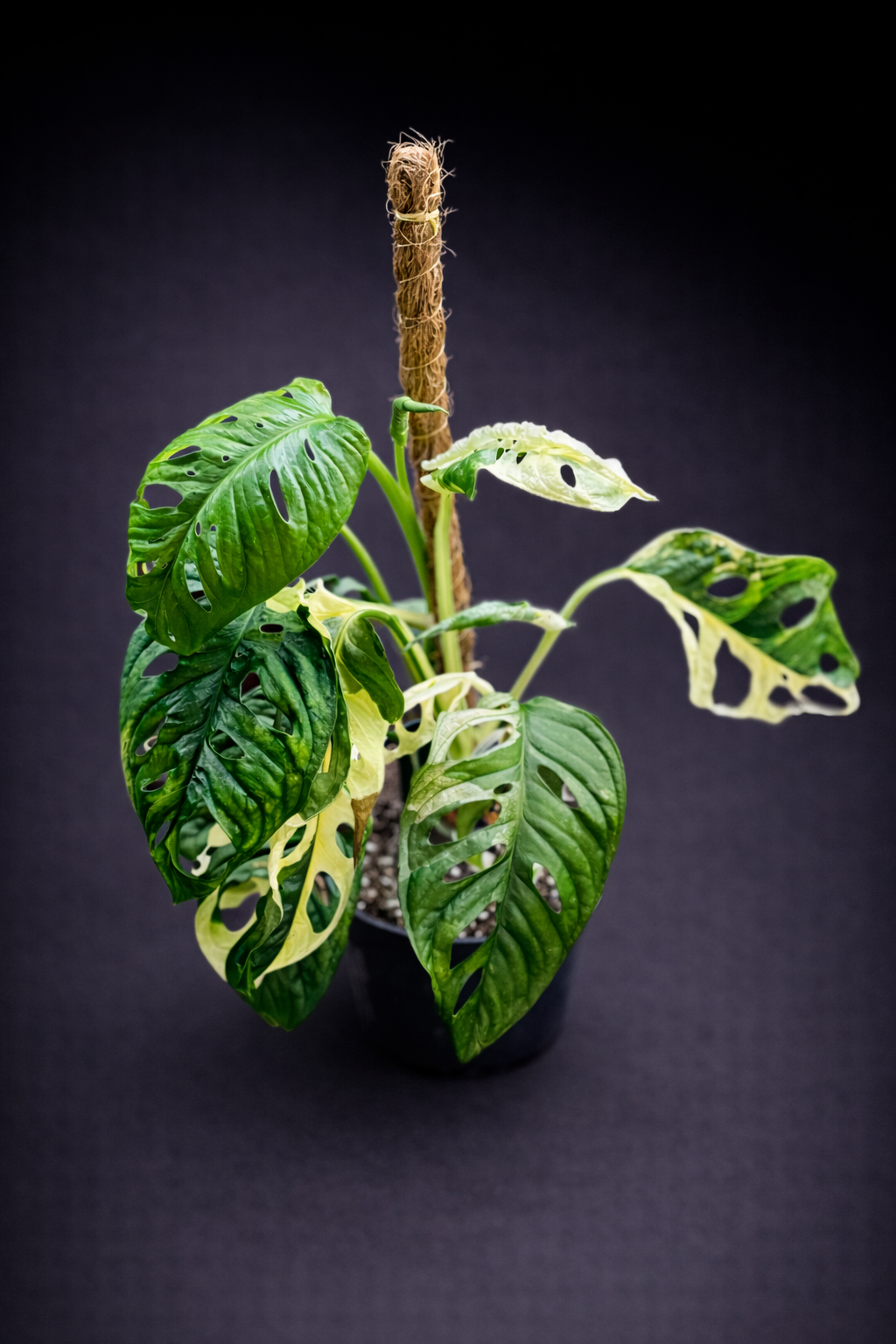 Monstera Adansonii Albo Variegata