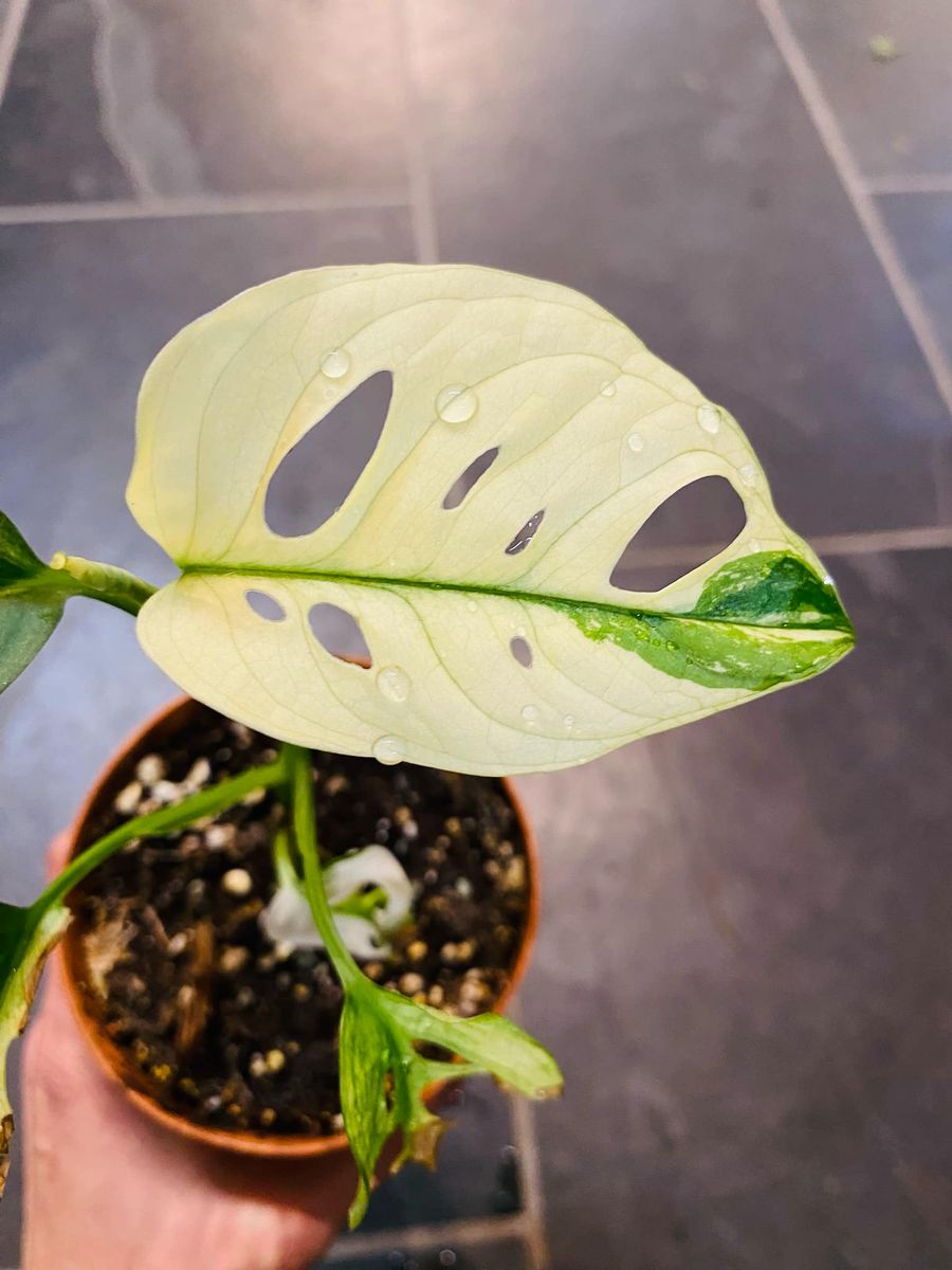 Monstera Adansonii Albo Variegata med sine slående varierte blader gir et eksotisk og sofistikert preg.