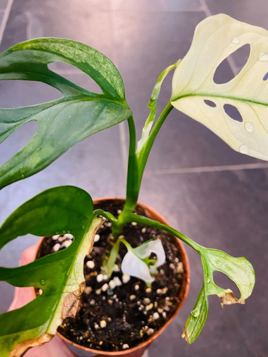 Monstera Adansonii Albo Variegata med sine slående varierte blader gir et eksotisk og sofistikert preg.