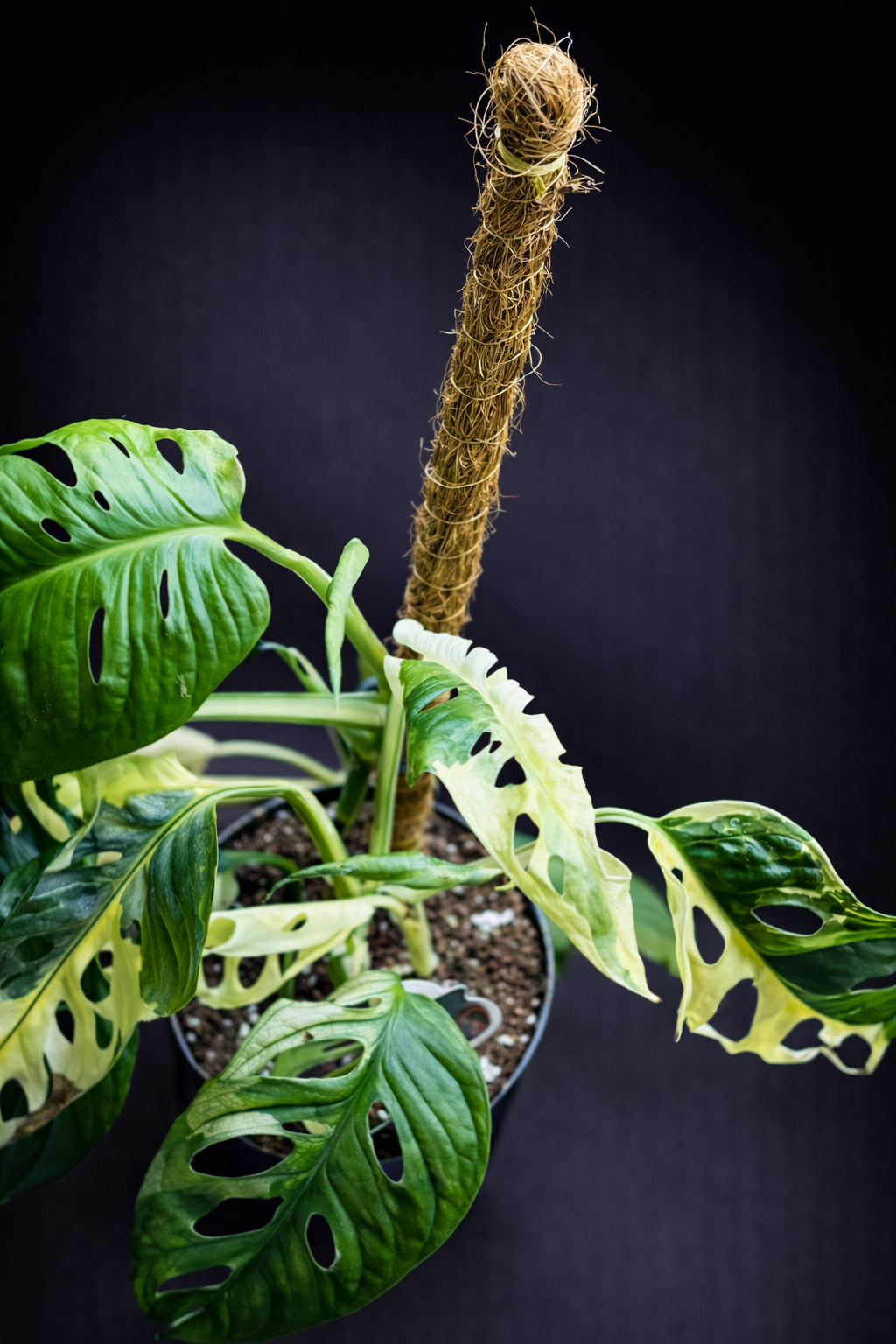 Monstera Adansonii Albo Variegata