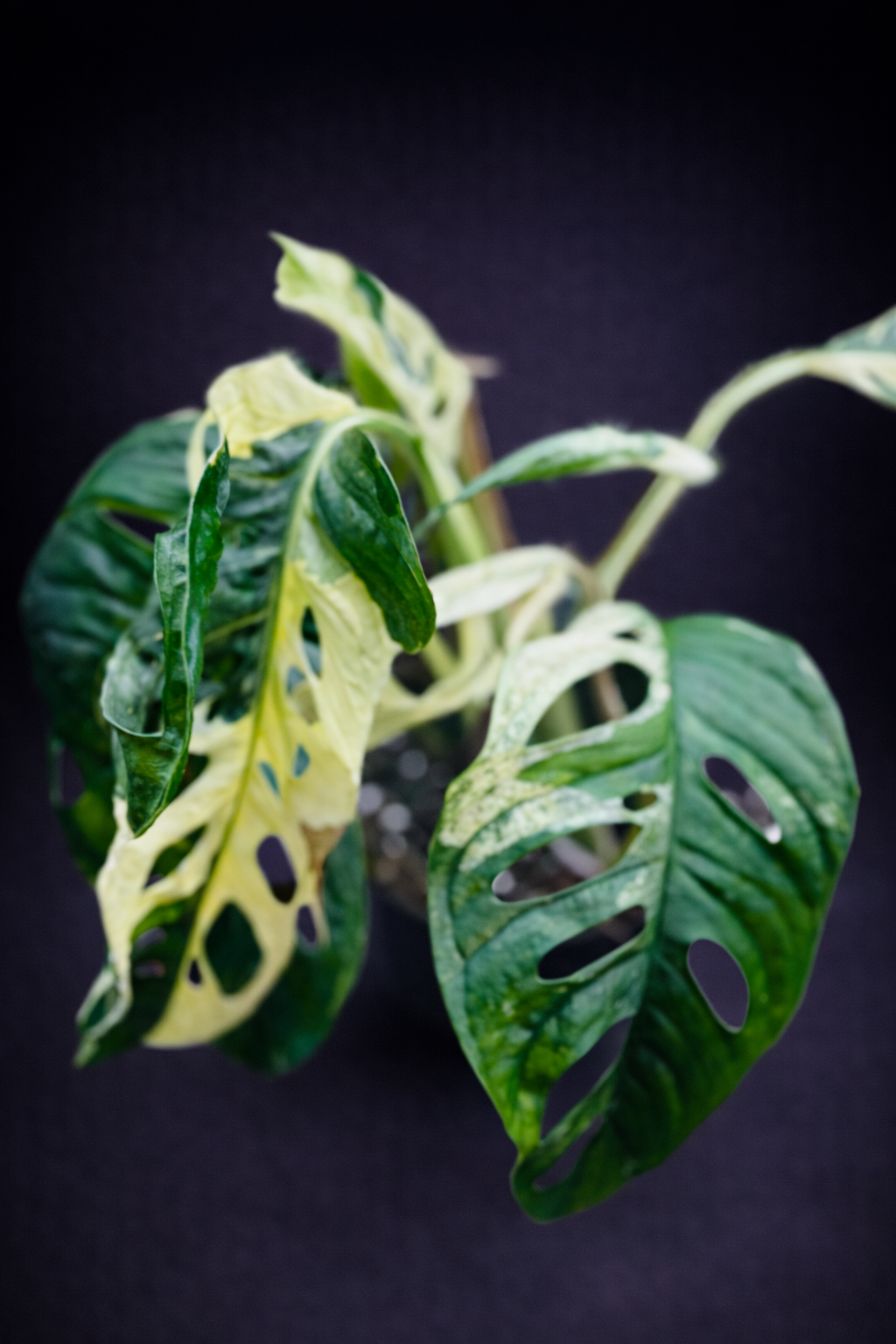 Monstera Adansonii Albo Variegata