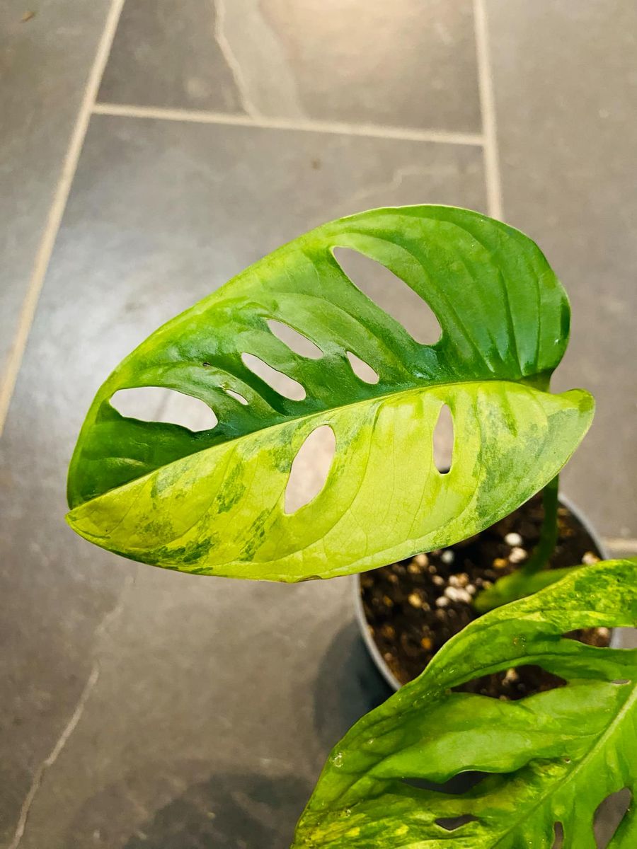 Frodig Monstera Adansonii Aurea Variegata med unike gule variegasjoner på grønne blader.