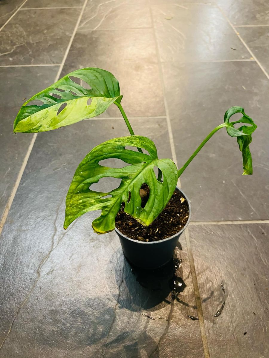 Frodig Monstera Adansonii Aurea Variegata med unike gule variegasjoner på grønne blader.