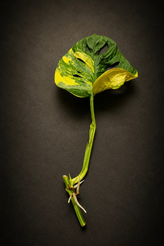 Monstera Adansonii Aurea Variegata - Side stikling