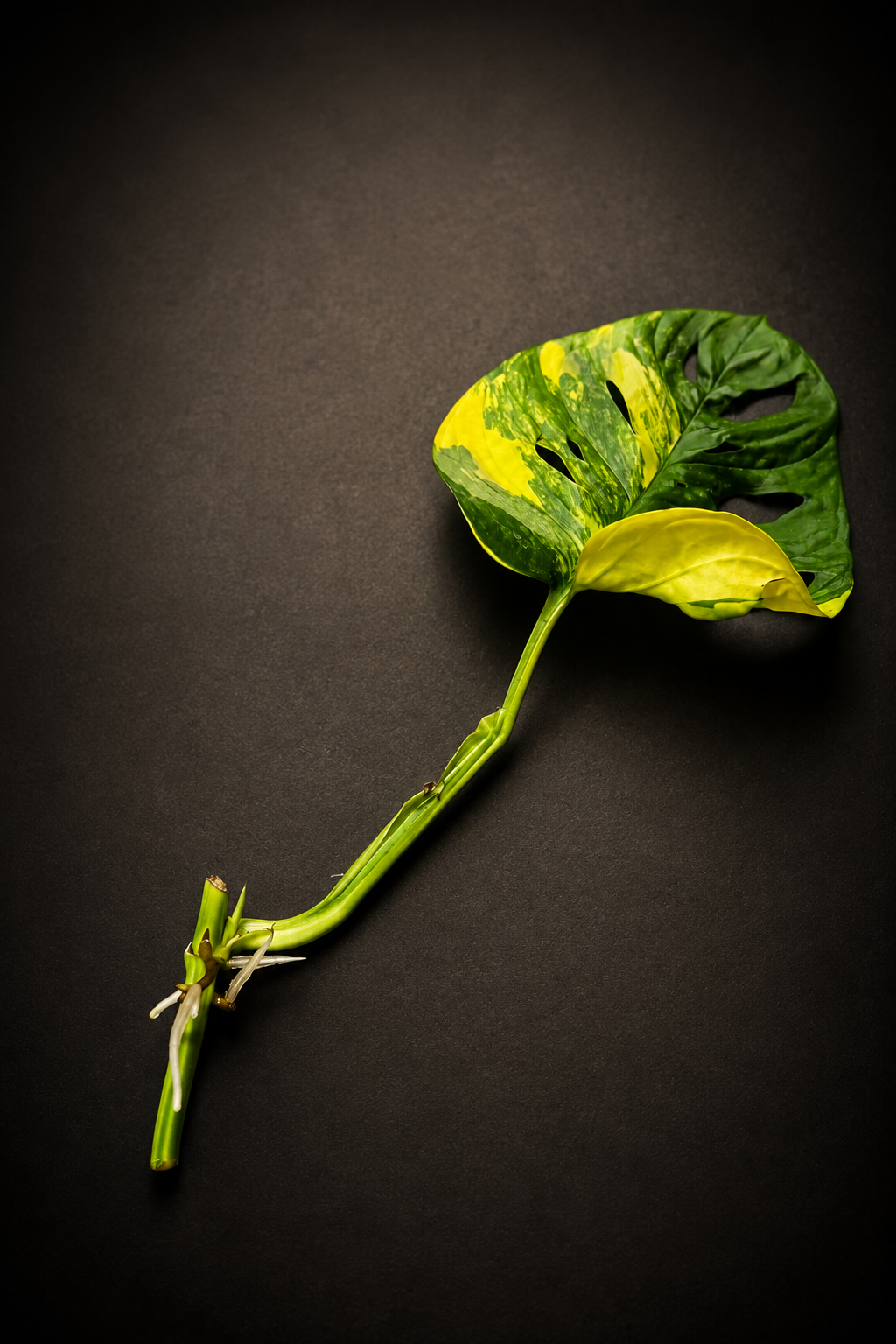 Monstera Adansonii Aurea Variegata - Side stikling