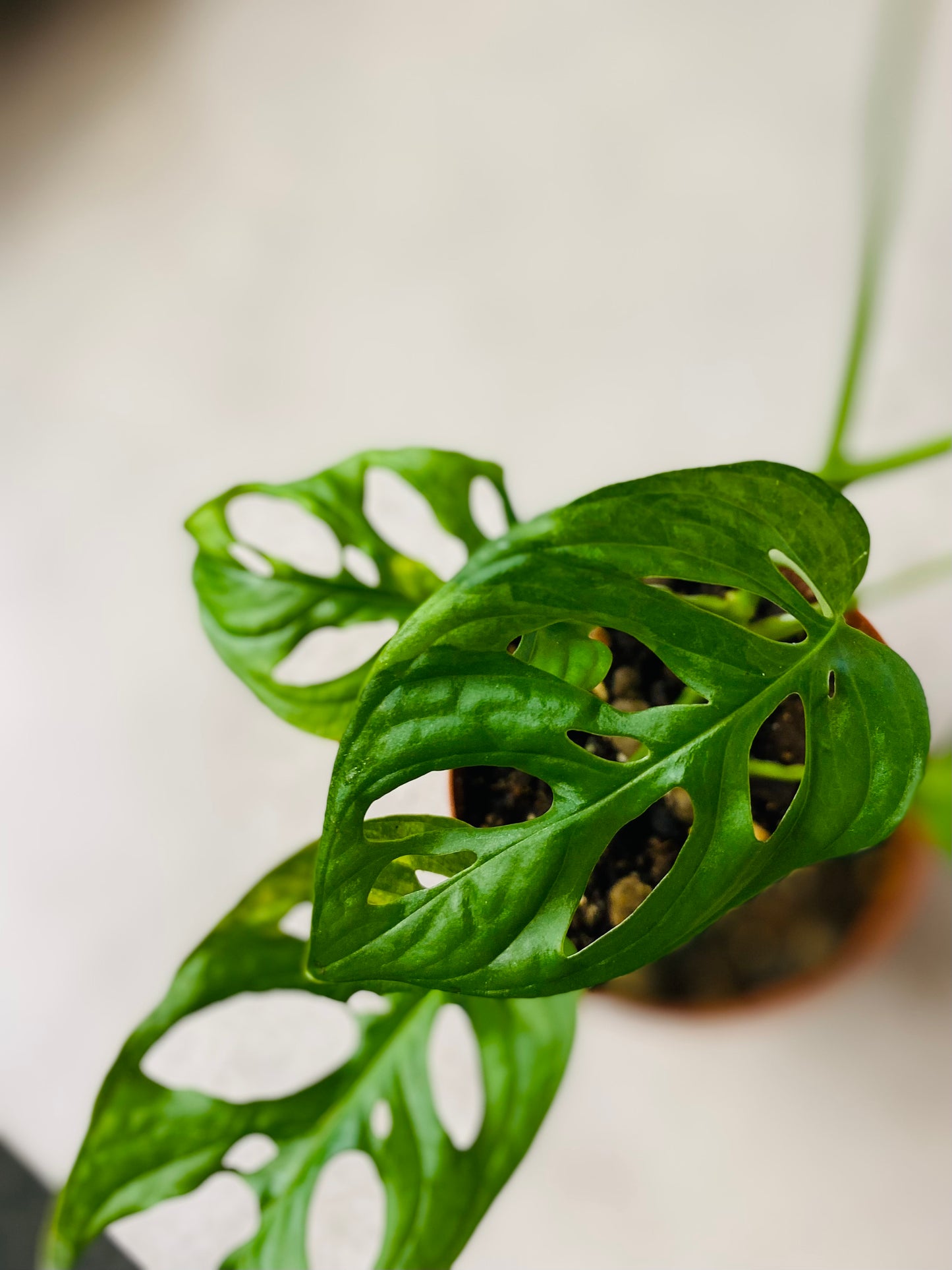 Monstera Adansonii Aurea Variegata