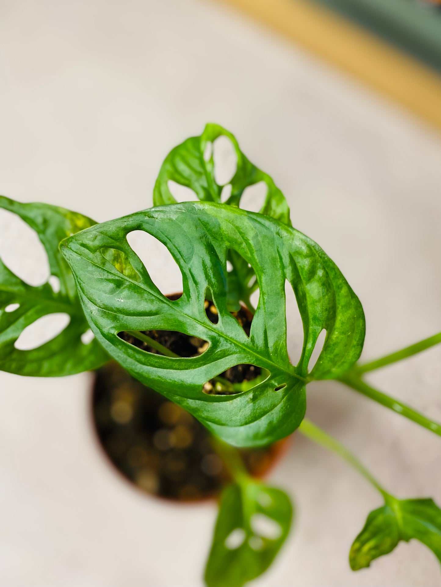 Monstera Adansonii Aurea Variegata