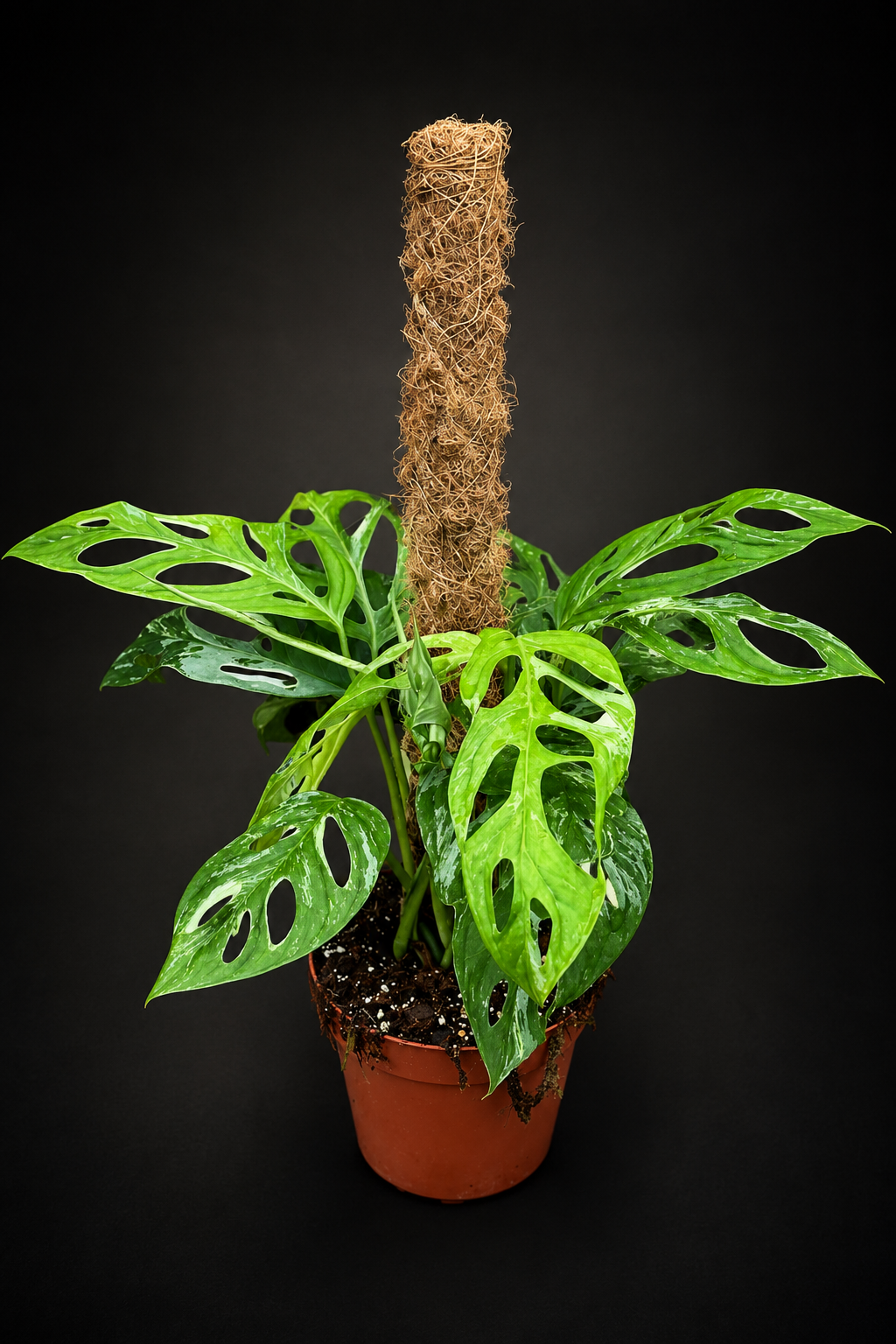 Monstera Adansonii Indonesian Marble