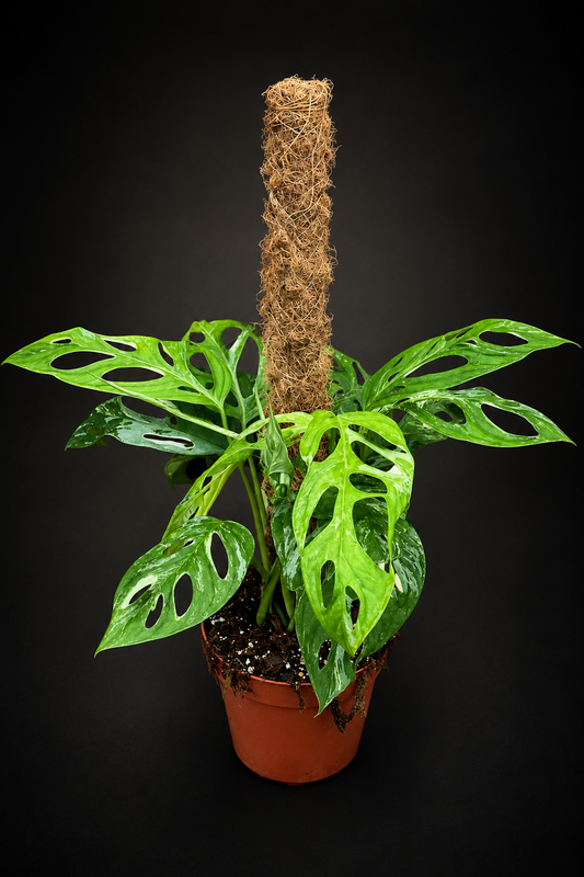 Monstera Adansonii Indonesian Marble