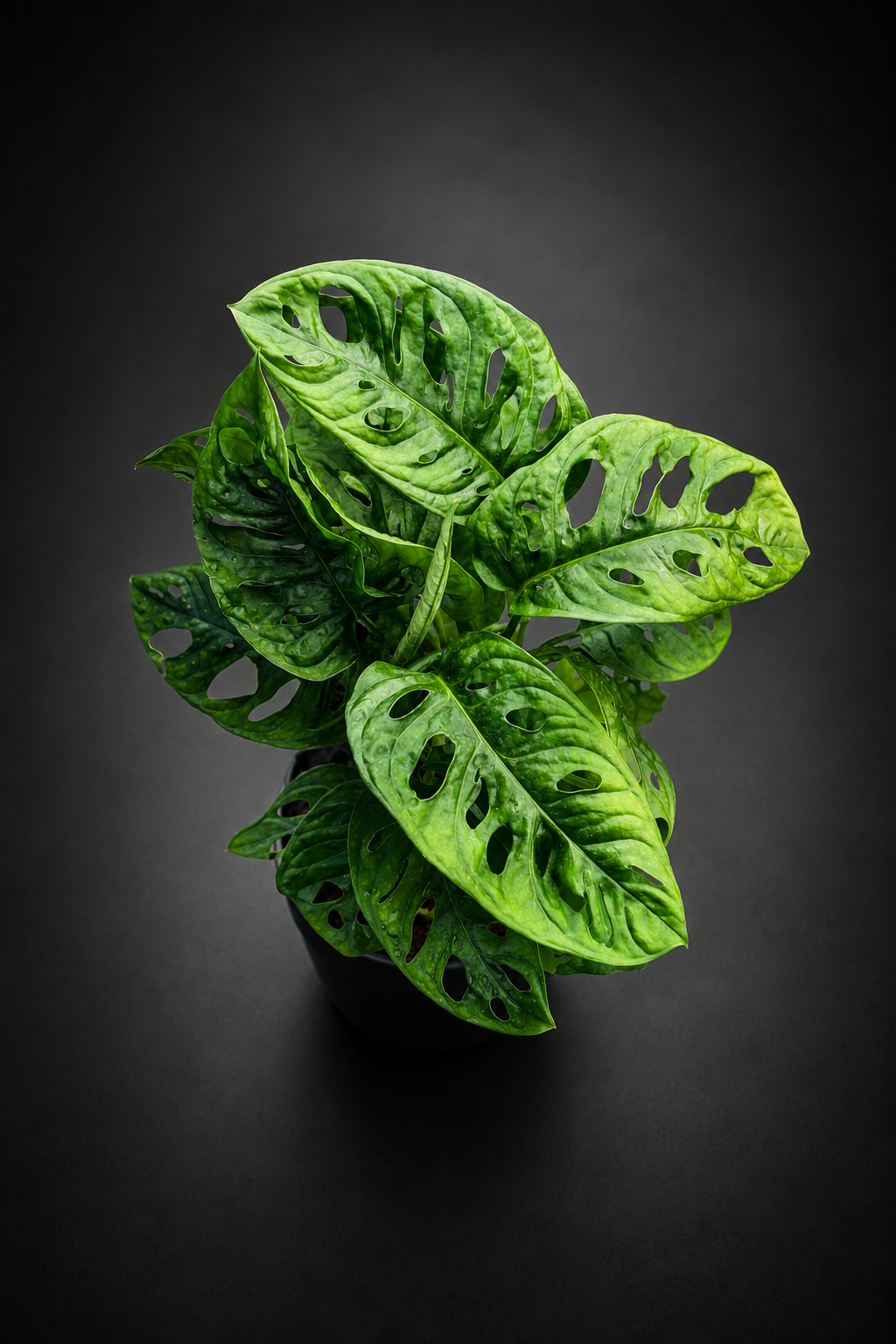 Monstera Adansonii Monkey Mask