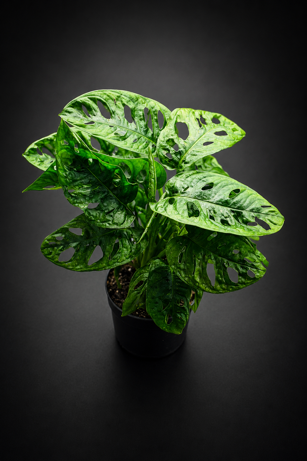 Monstera Adansonii Monkey Mask