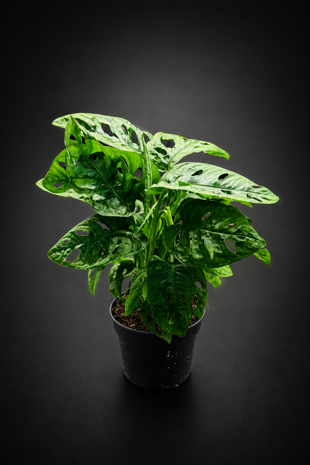 Monstera Adansonii Monkey Mask