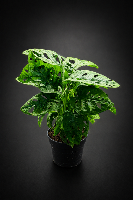Monstera Adansonii Monkey Mask