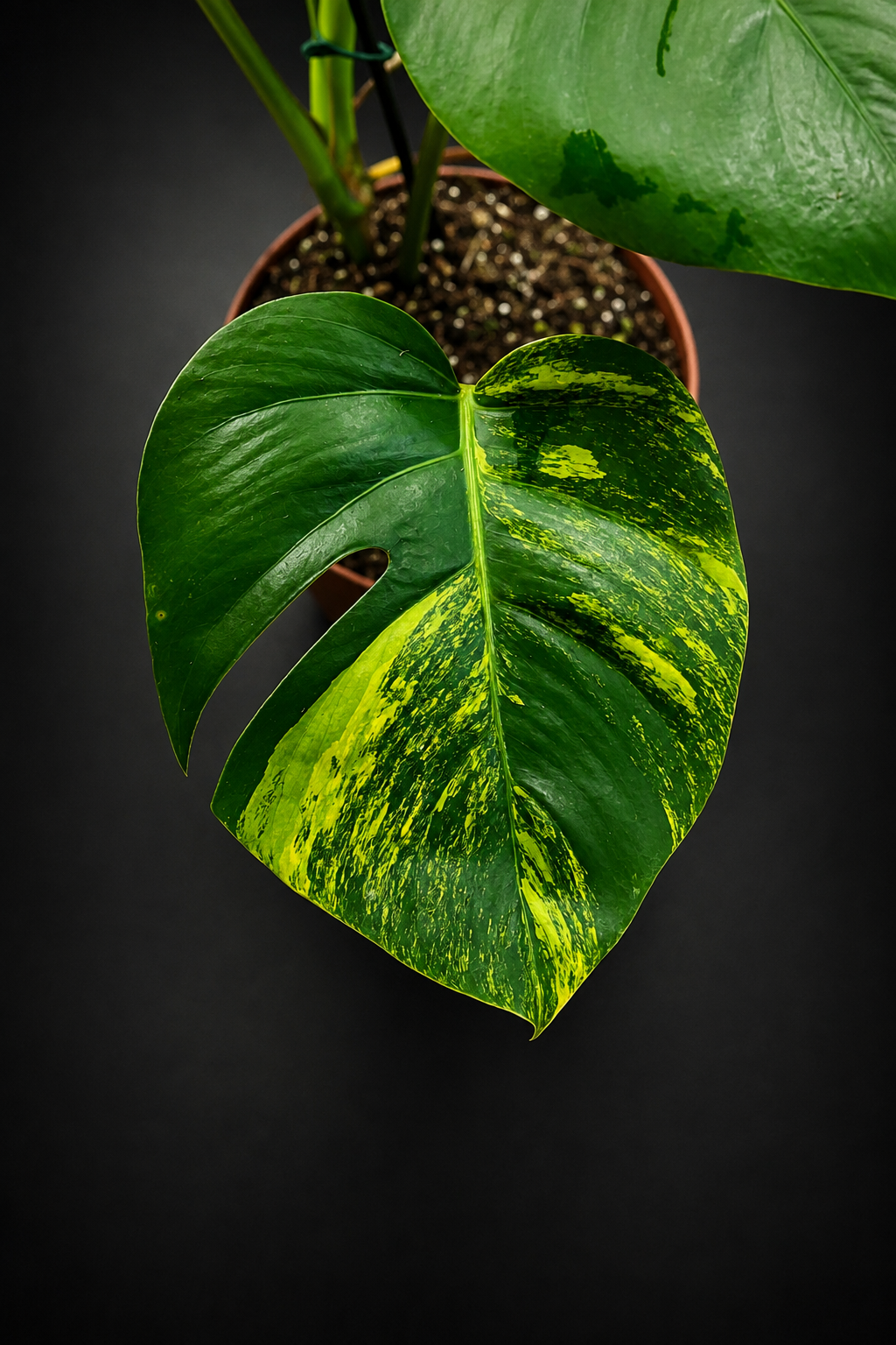Monstera Aurea Variegata - 1