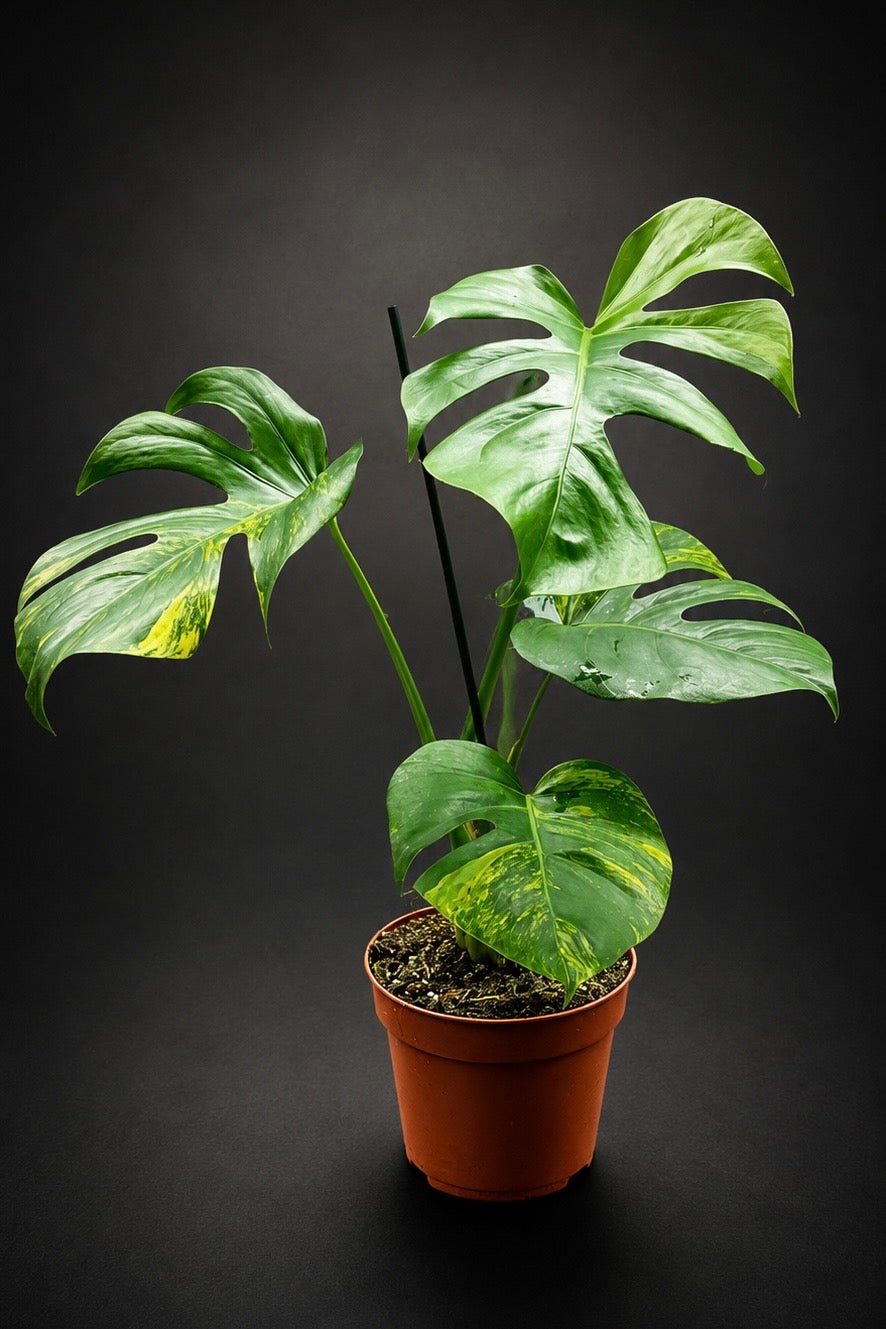 Monstera Aurea Variegata - 1