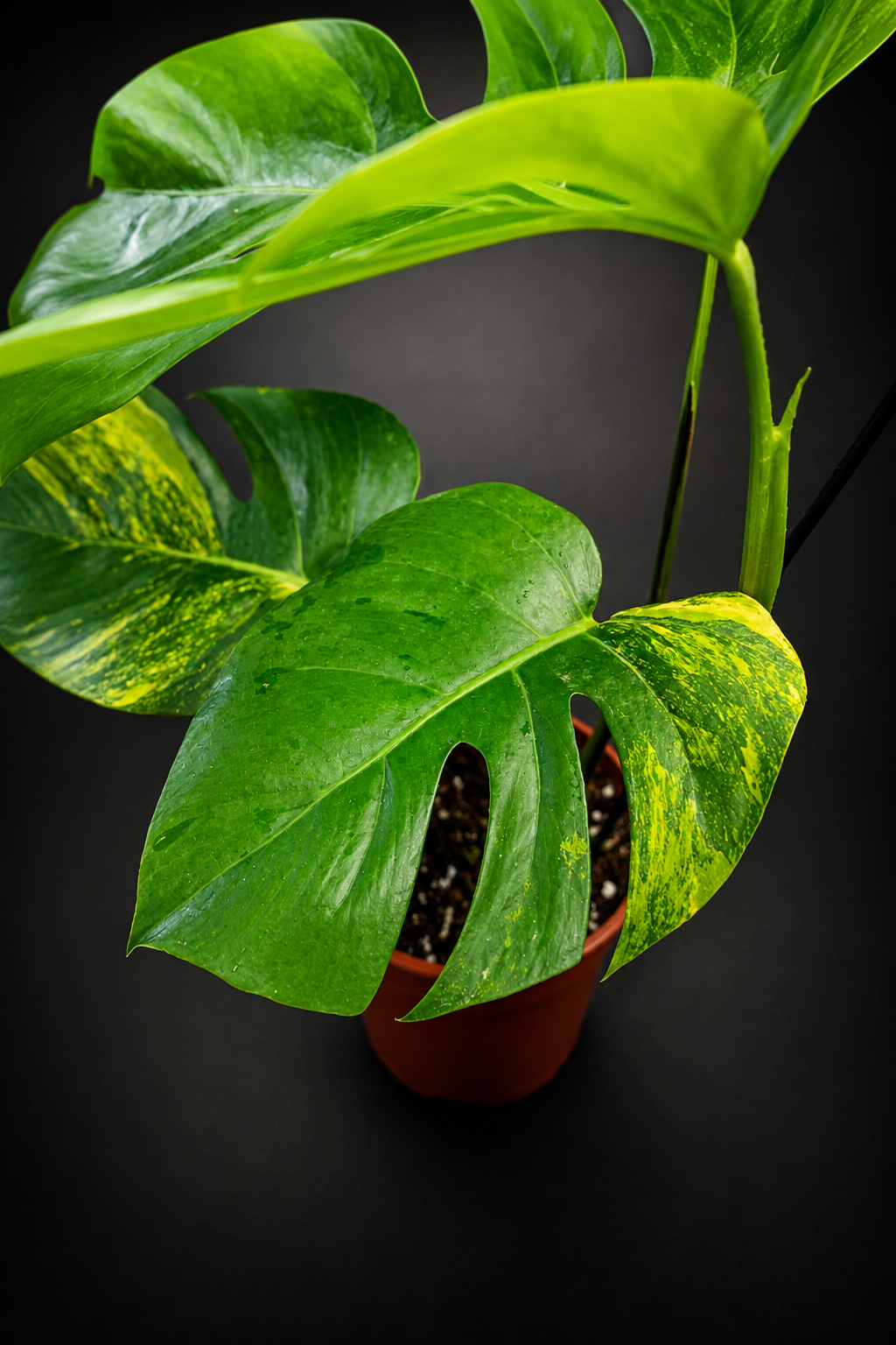 Monstera Aurea Variegata - 1