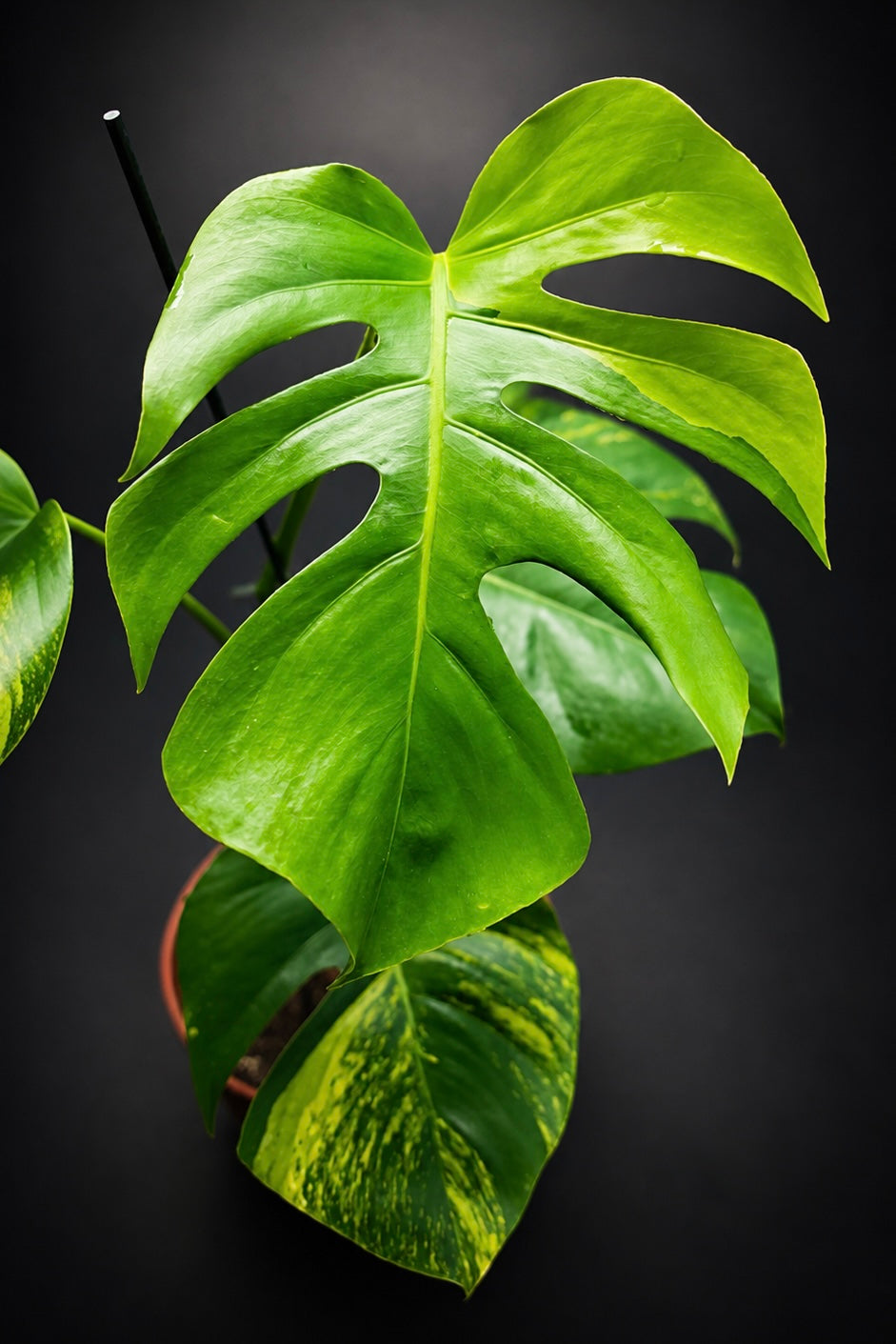 Monstera Aurea Variegata - 1
