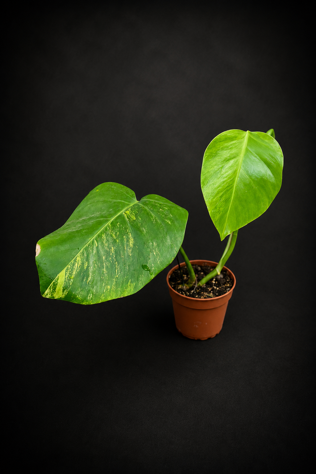 Monstera Aurea Variegata
