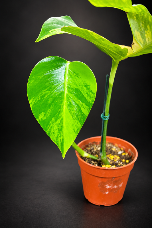 Monstera Aurea Variegata