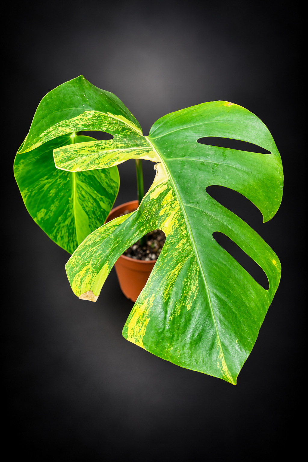 Monstera Aurea Variegata