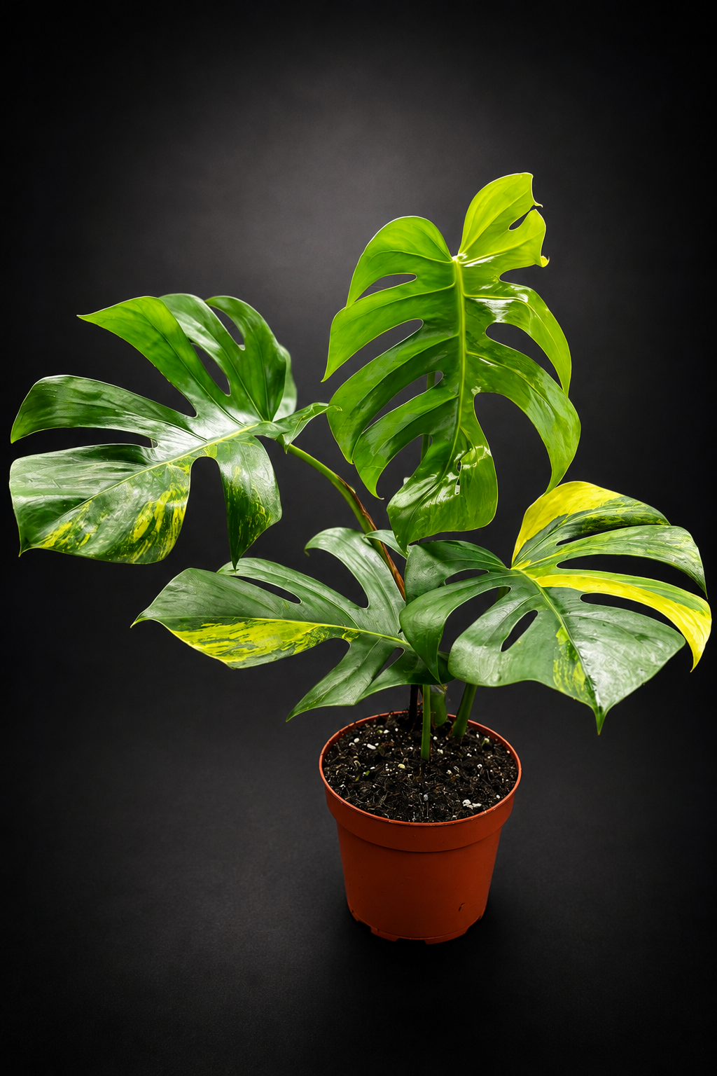 Monstera Aurea Variegata - 2