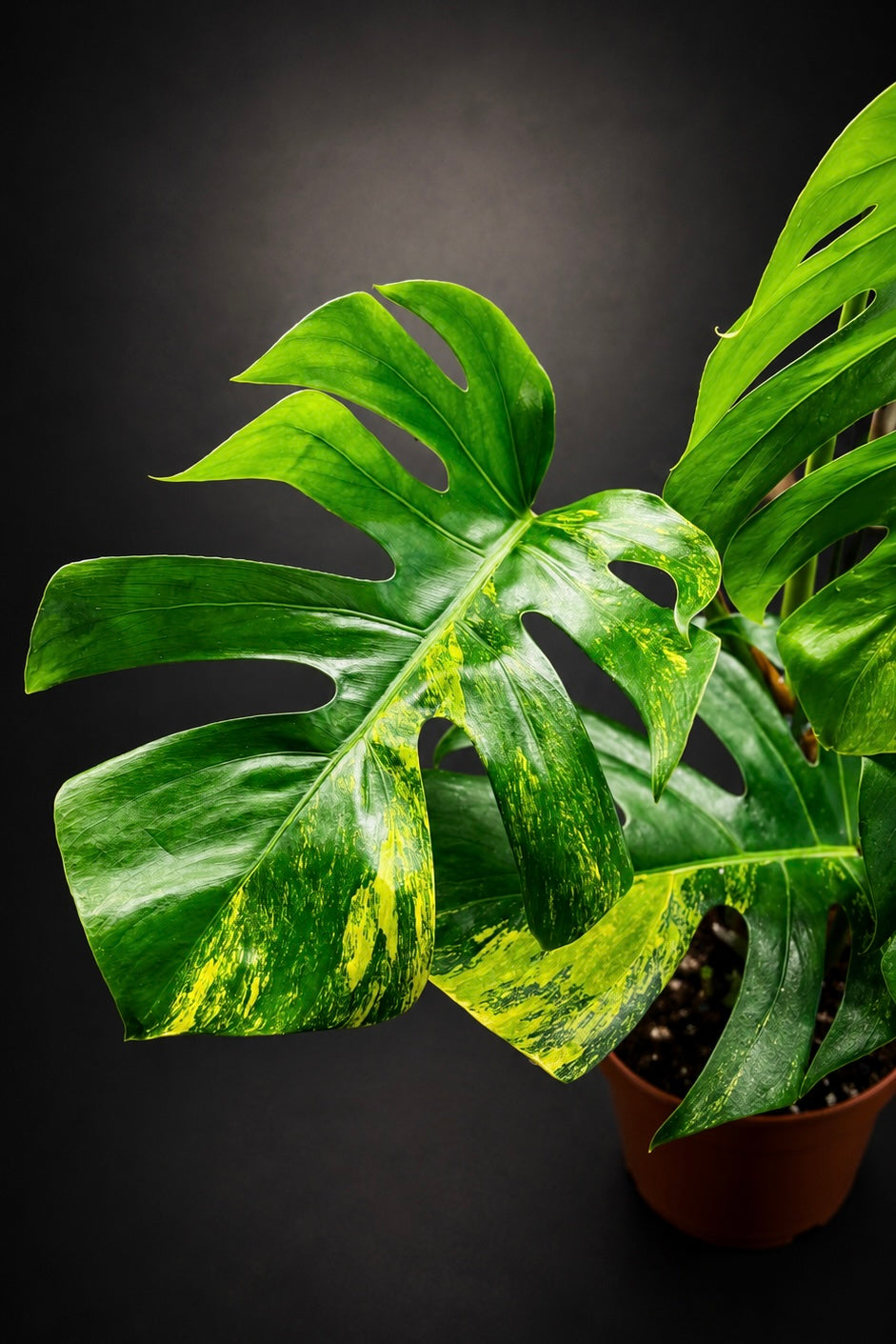 Monstera Aurea Variegata - 2