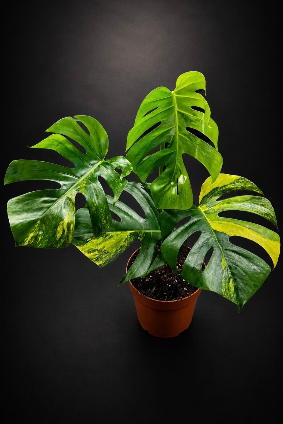 Monstera Aurea Variegata - 2