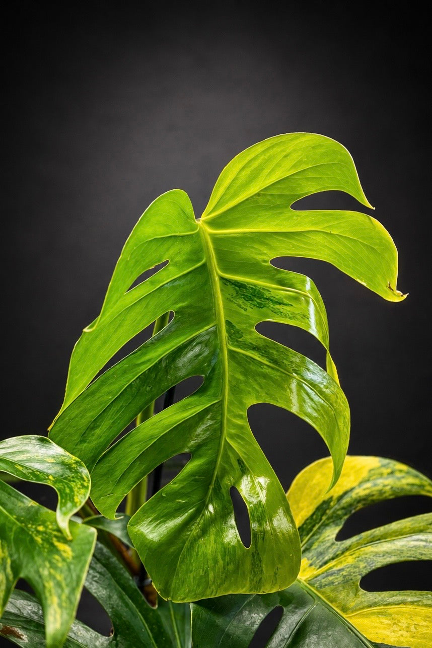 Monstera Aurea Variegata - 2