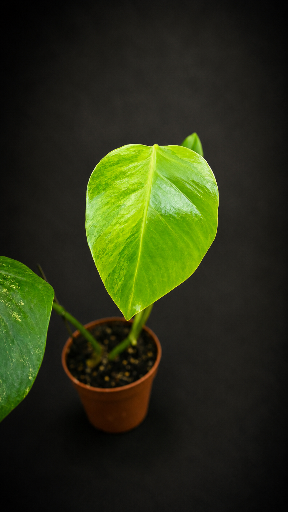 Monstera Aurea Variegata