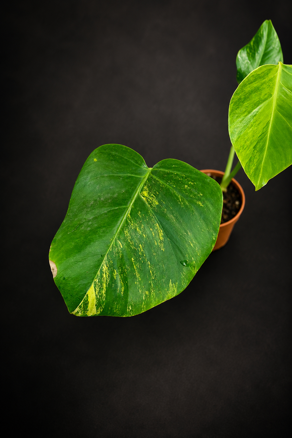 Monstera Aurea Variegata
