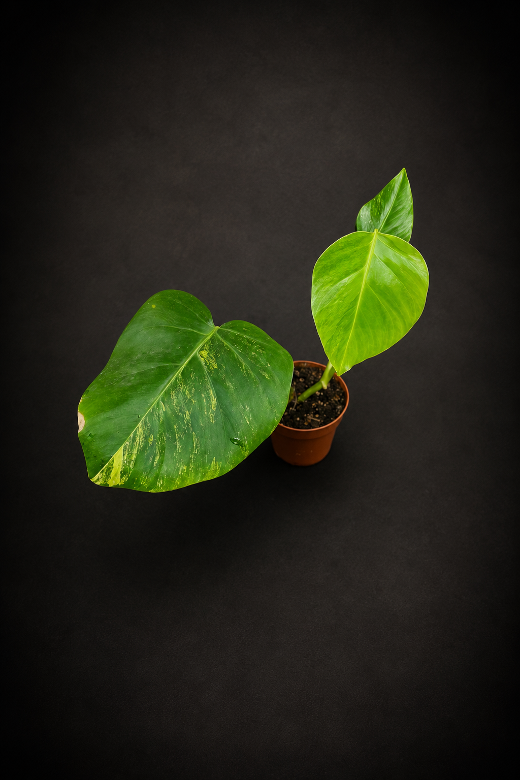Monstera Aurea Variegata