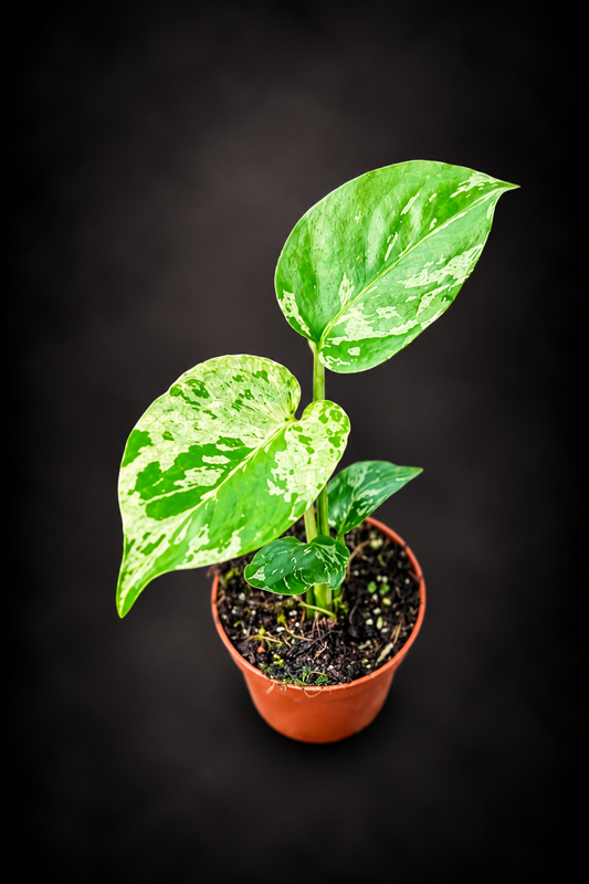 Monstera Bulbasaur