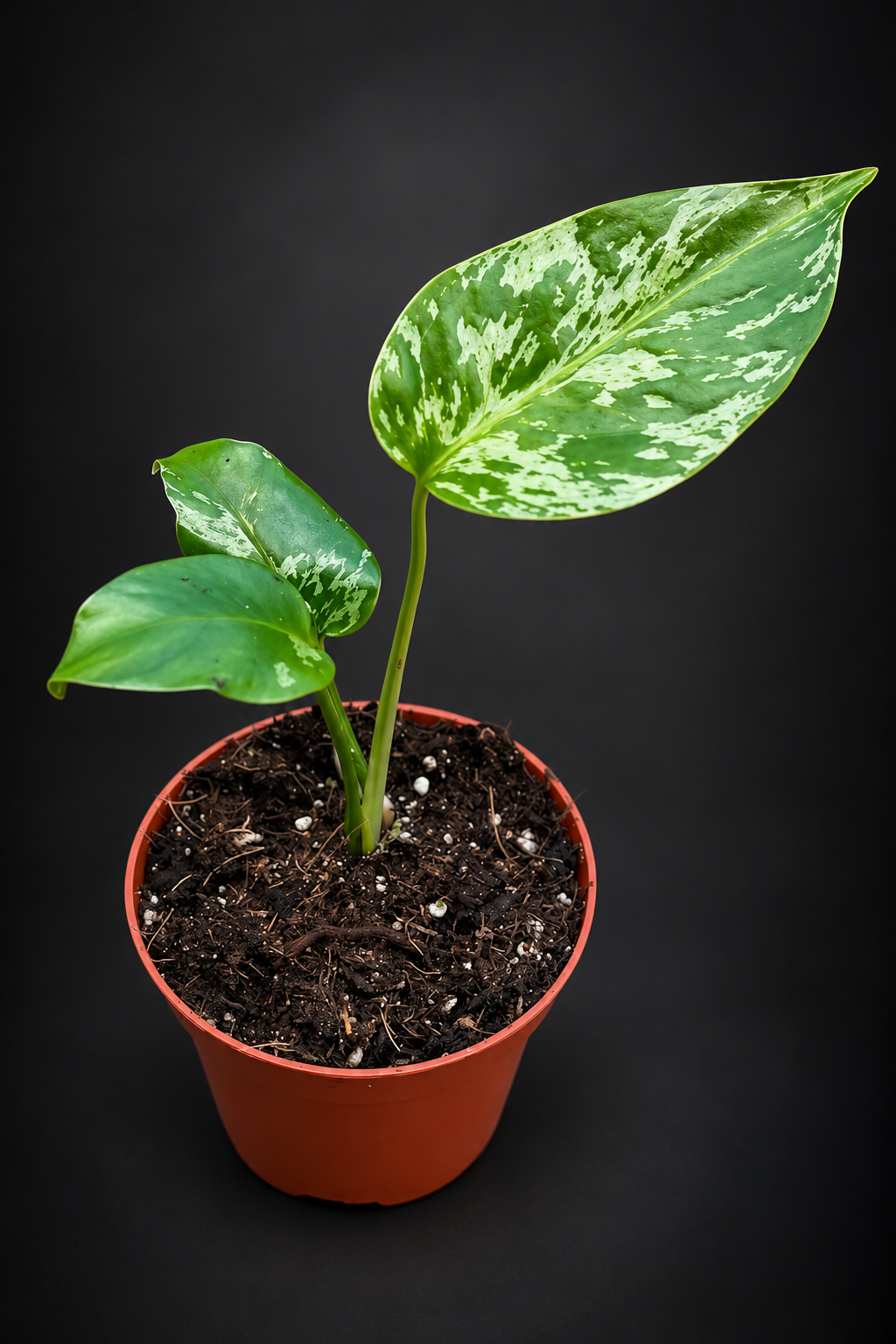 Monstera Bulbasaur