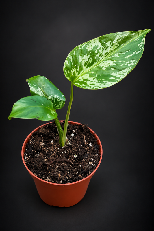Monstera Bulbasaur