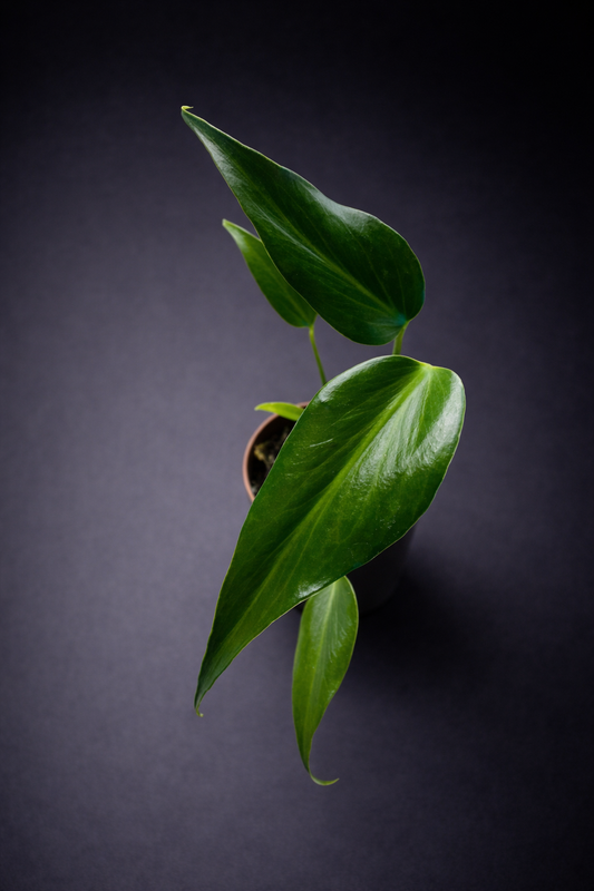 Monstera Burle Marx Flame