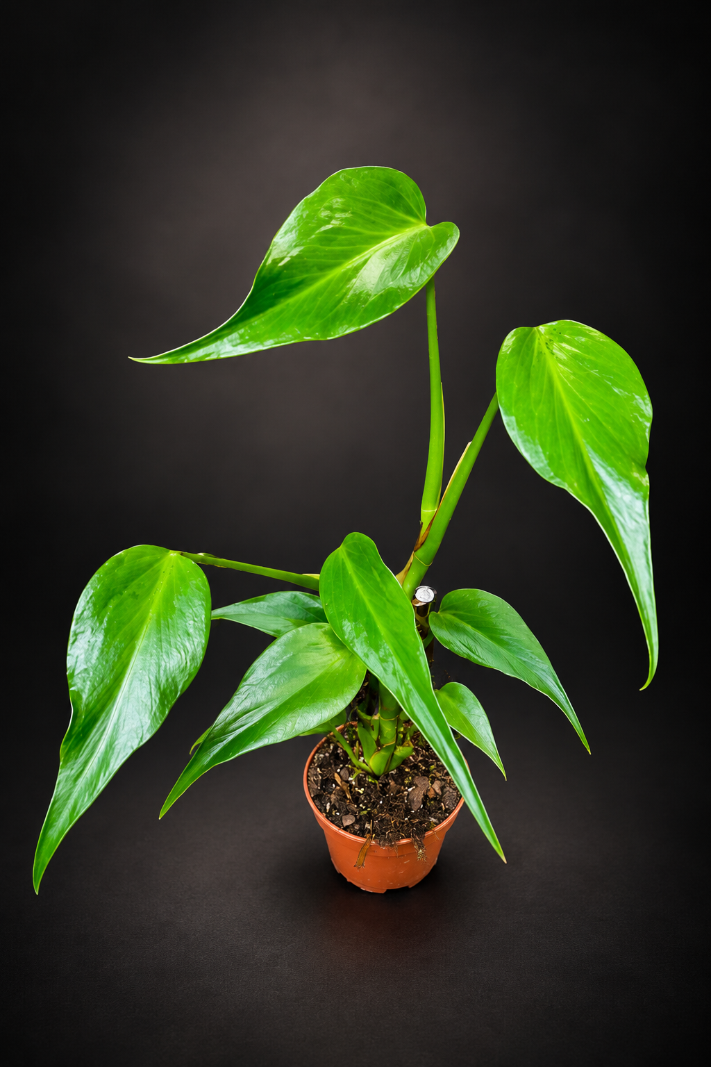 Monstera Burle Marx Flame - 13 cm potte