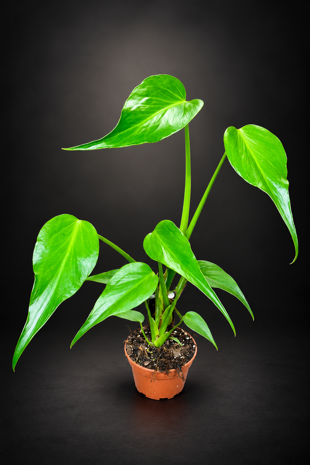 Monstera Burle Marx Flame - 13 cm potte