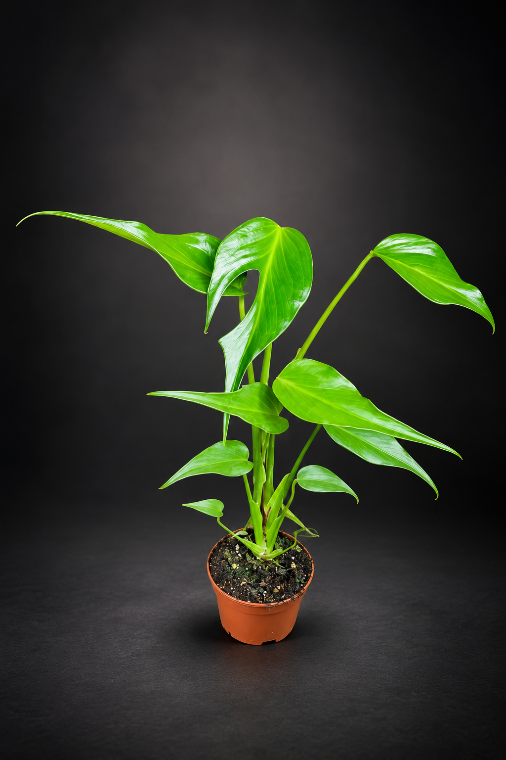 Monstera Burle Marx Flame - 13 cm potte