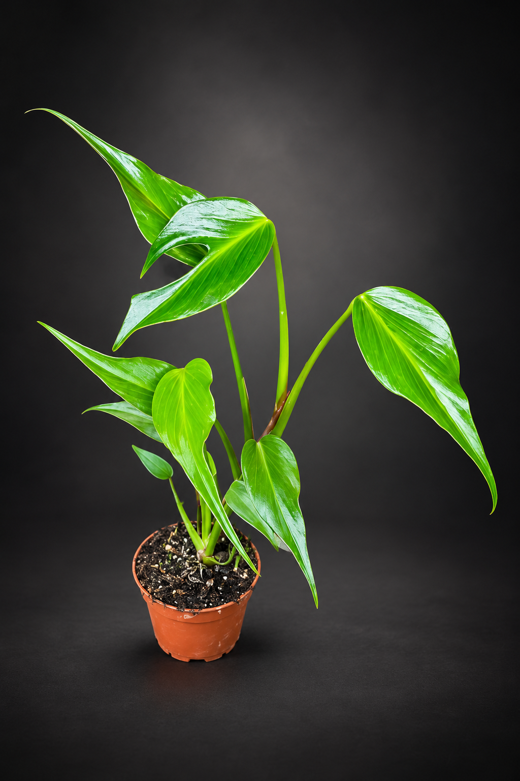 Monstera Burle Marx Flame - 13 cm potte