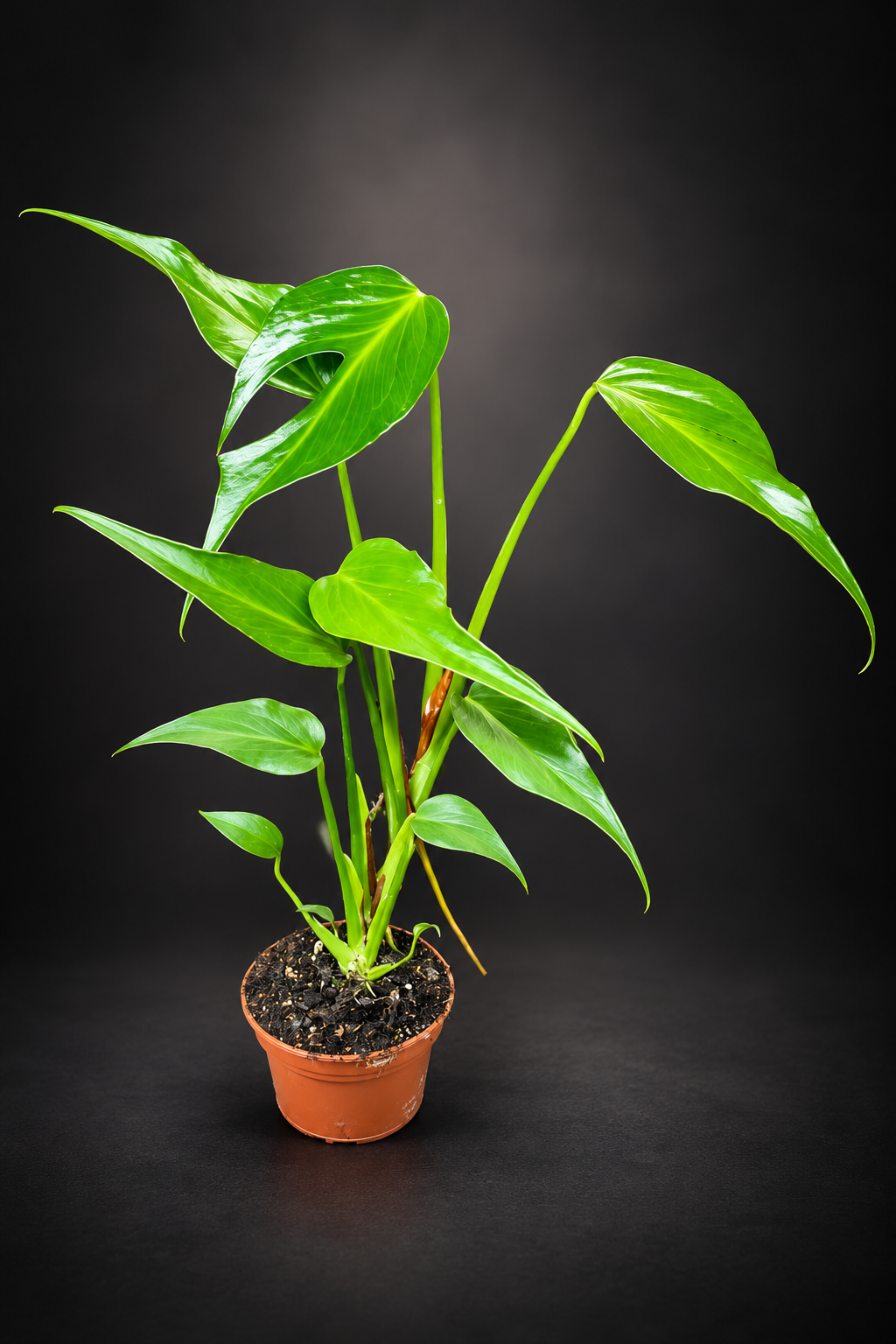 Monstera Burle Marx Flame - 13 cm potte