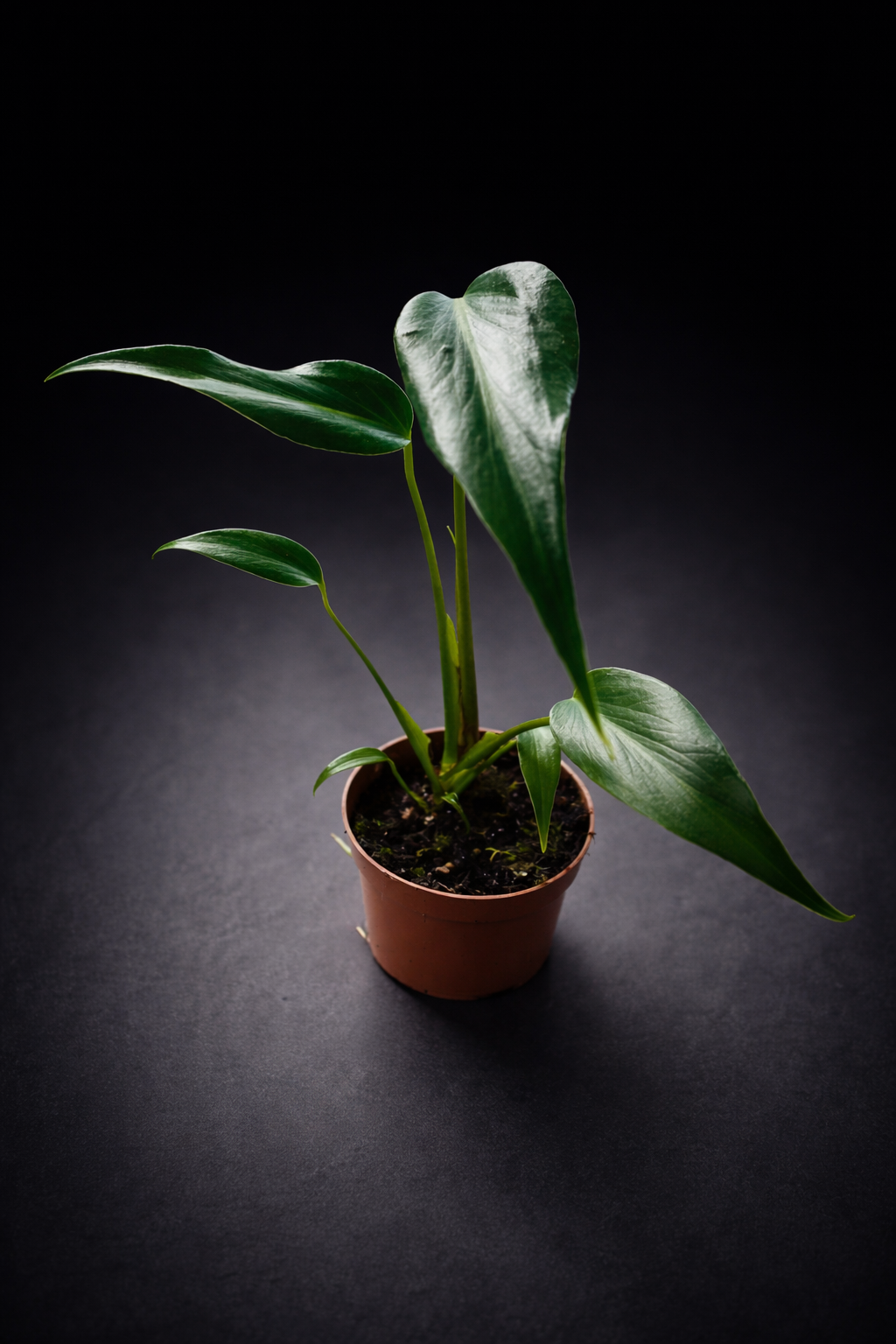 Monstera Burle Marx Flame