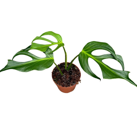 Monstera Burle Marx Flame - XL