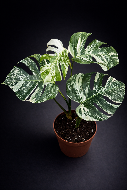 Monstera Variegata - Mye Variegering