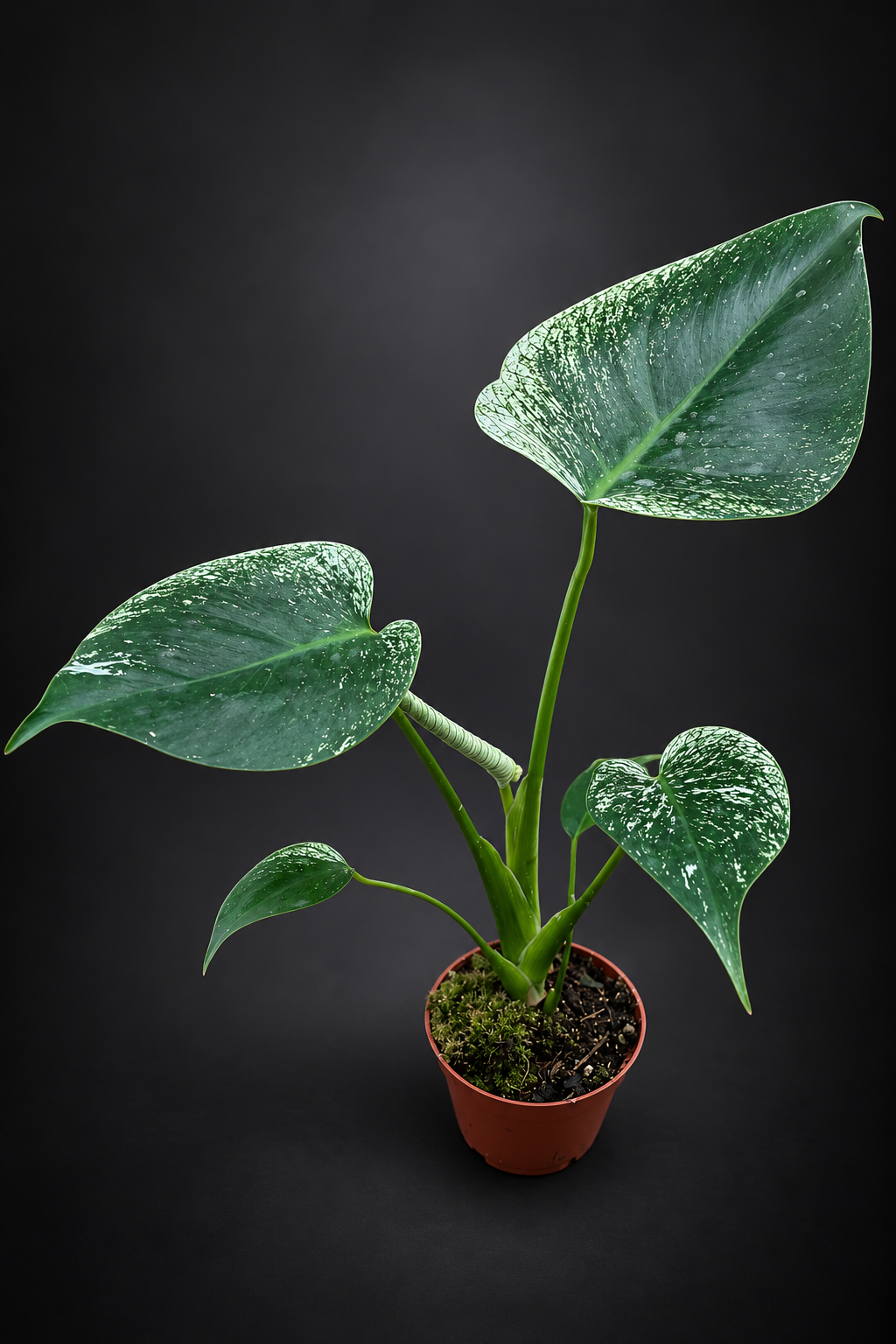 Monstera Devil Monster