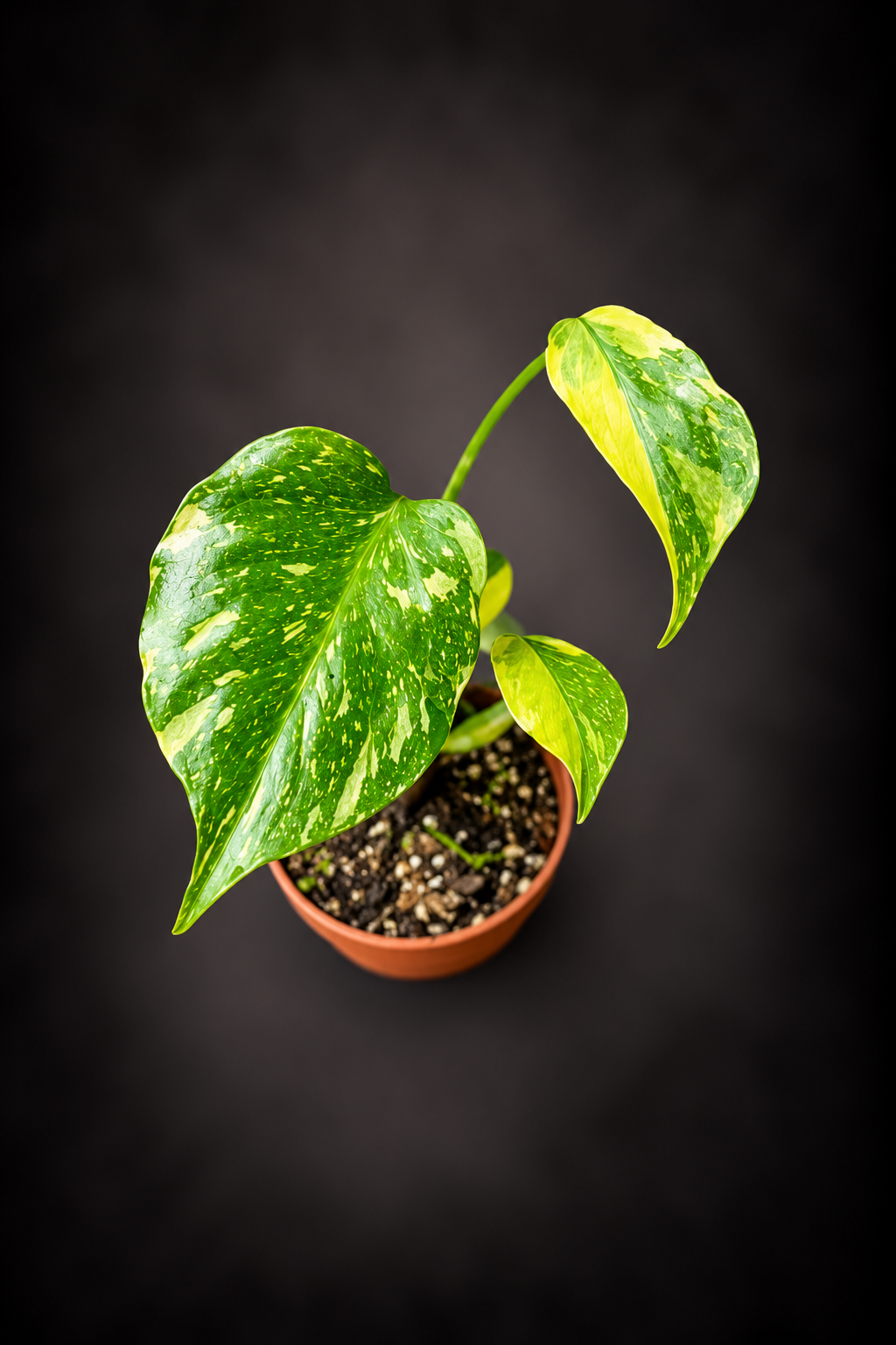 Monstera Electro Light