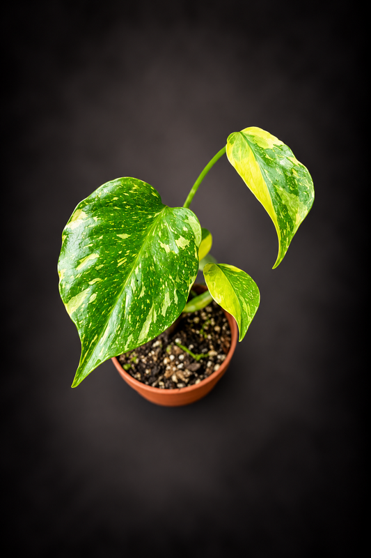 Monstera Electro Light