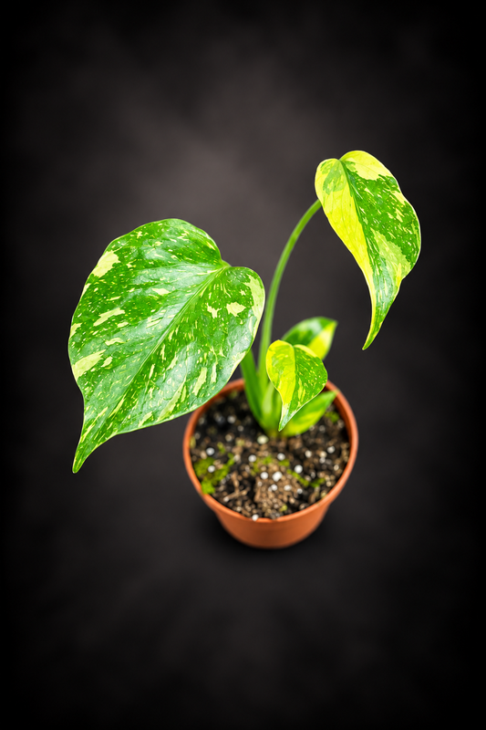 Monstera Electro Light