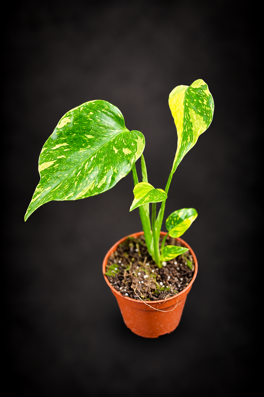 Monstera Electro Light