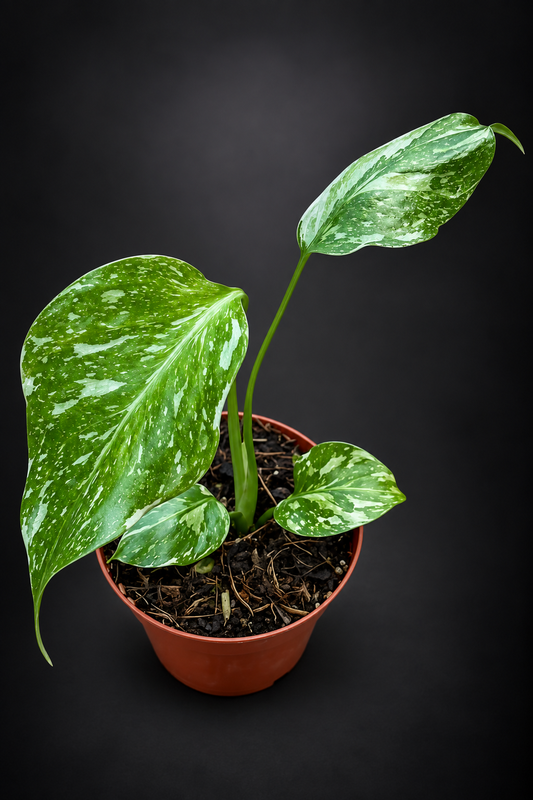 Monstera Electro Light