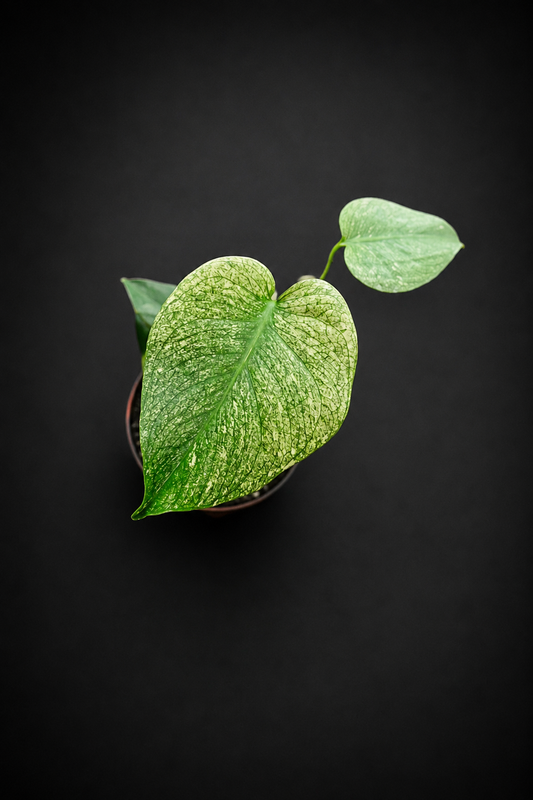 Monstera Mint - 1
